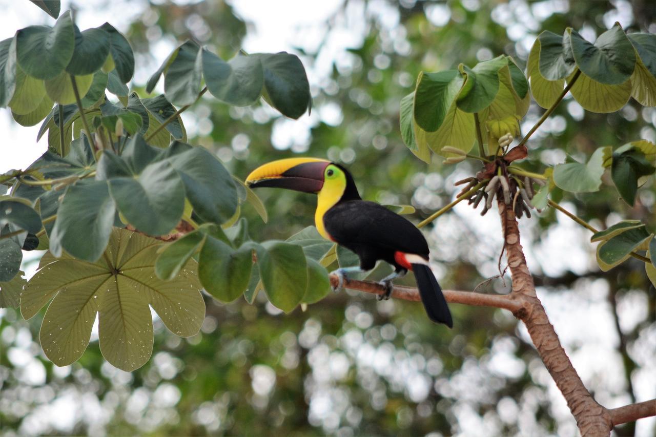 Casa Del Toucan Dominical Εξωτερικό φωτογραφία