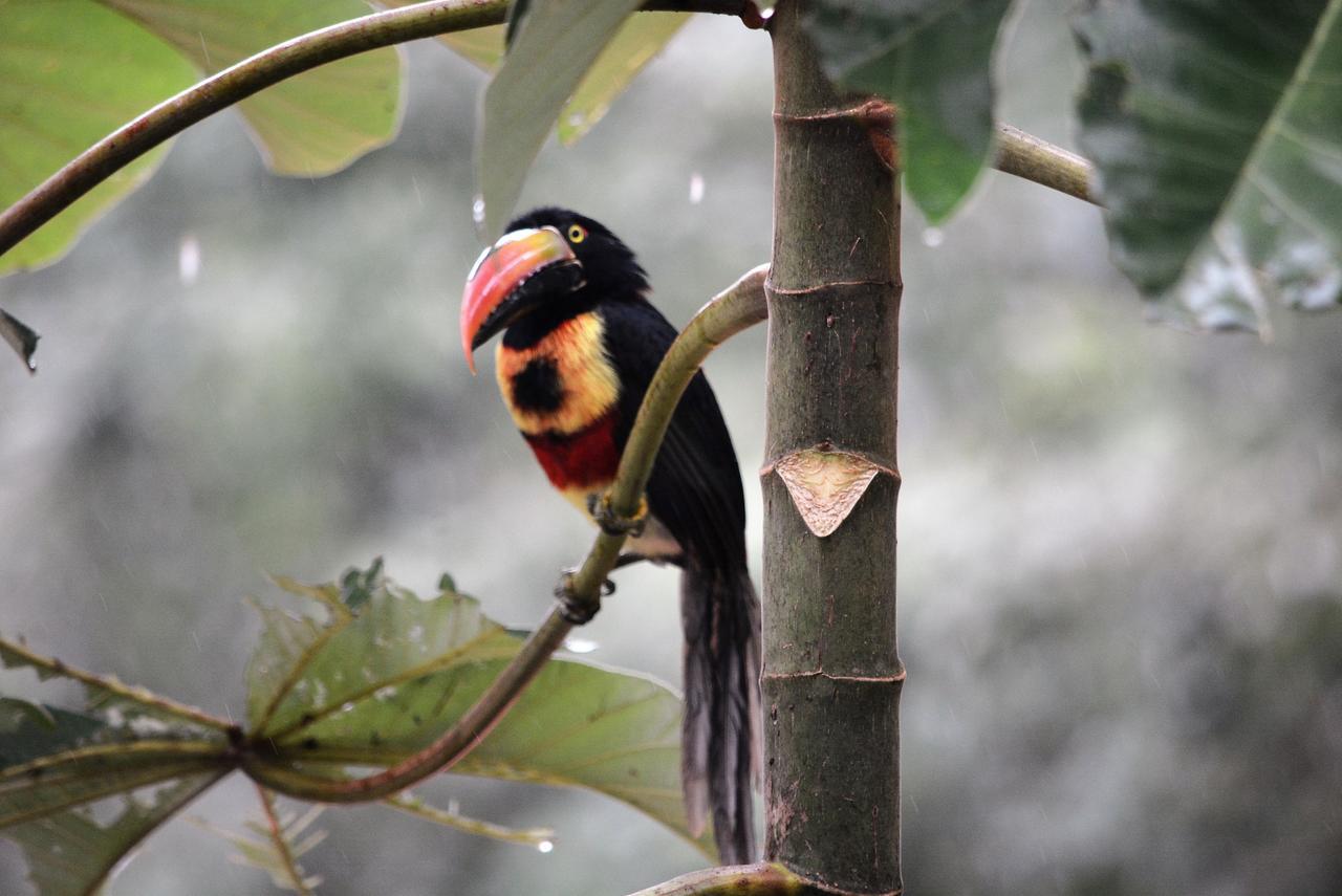 Casa Del Toucan Dominical Εξωτερικό φωτογραφία