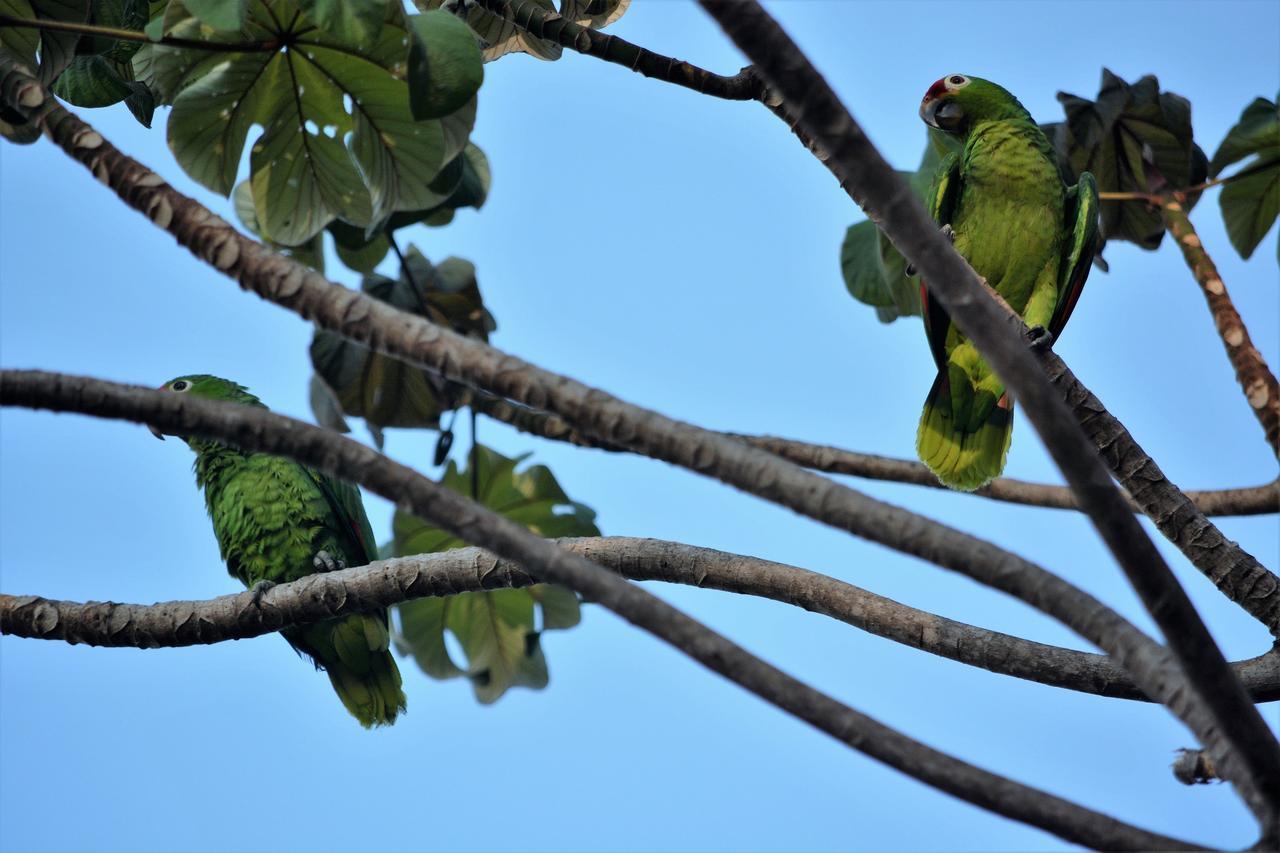 Casa Del Toucan Dominical Εξωτερικό φωτογραφία